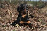 ROTTWEILER 497